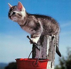 Gatti (7)